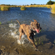 Illustration for article titled 39 *Scratchy Scratchy* Photos of Dogs